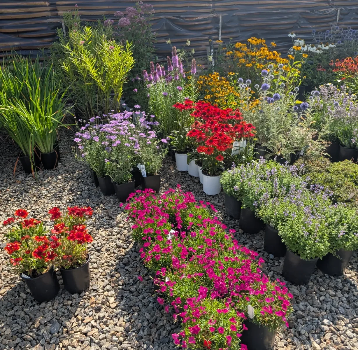 PXL_20250805_175025304